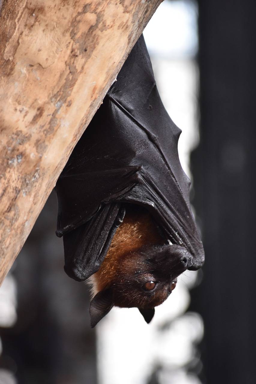 Chauve souris