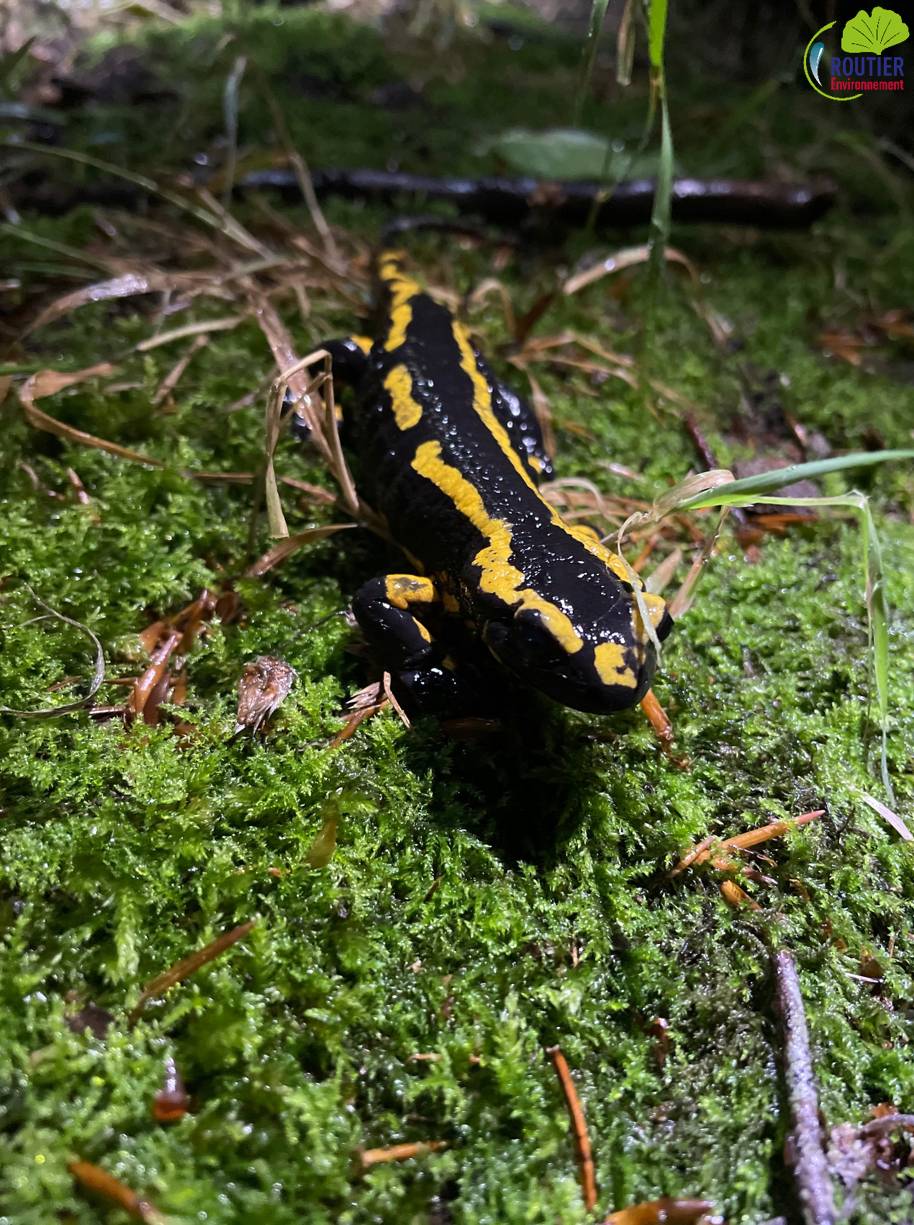 Salamandre tachetée ( Salamandra salamandra )